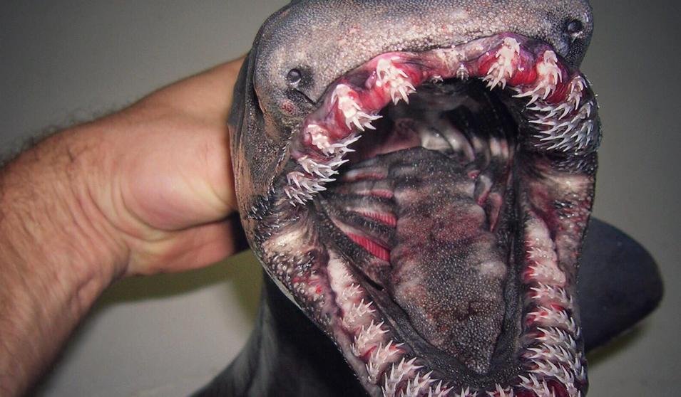 Un pescador ruso comparte sus capturas de aguas profundas en Twitter